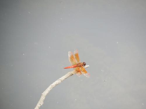 黃翅蜻 (褐斑蜻蜓) 黃翅蜻 (褐斑蜻蜓)