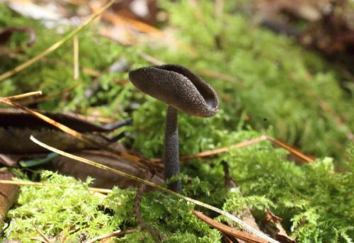 Helvella macropus(粒柄馬鞍菌)