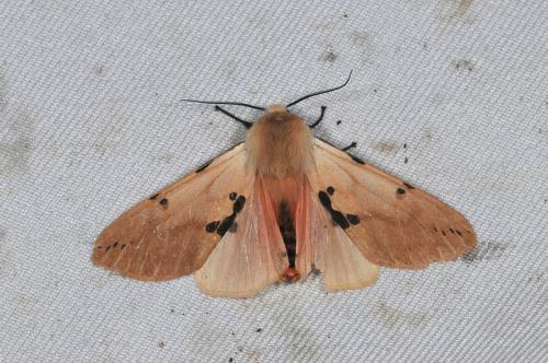 Spilarctia clava 棍棒污燈蛾 Spilarctia clava 棍棒污燈蛾