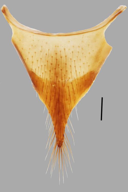 Apecholinus-imitator_female-Tergite10