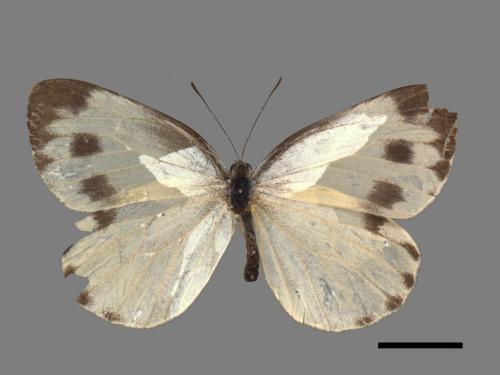 Pieris canidia[臺灣紋白蝶][00014263]