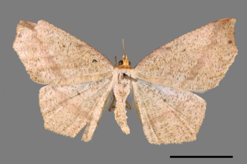 Pareclipsis serrulata[淡黃尺蛾][00019301]