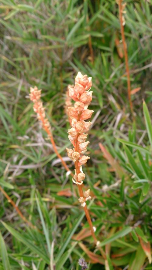 臺灣粉條兒菜 臺灣粉條兒菜