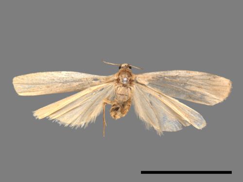 Pelosia muscerda tetrasticta[六點苔蛾][00021878]