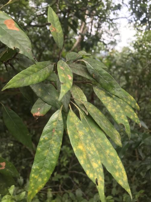 捲斗櫟 捲斗櫟