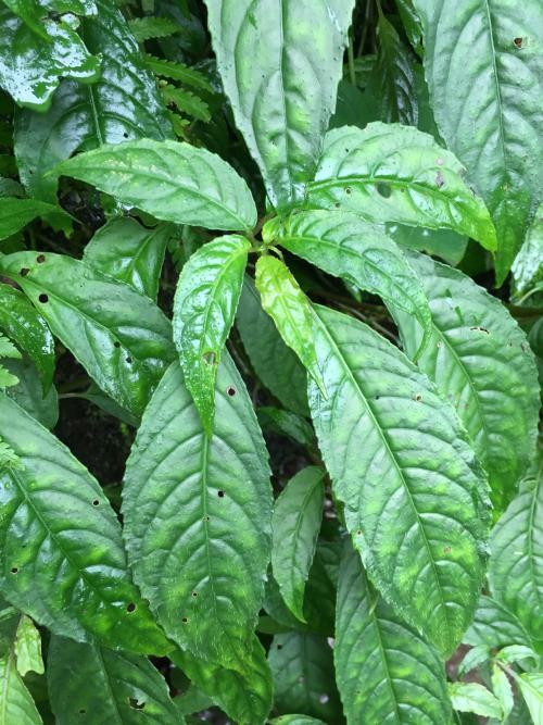 角桐草 角桐草