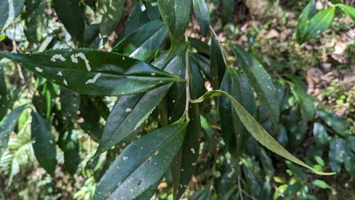 烏皮茶