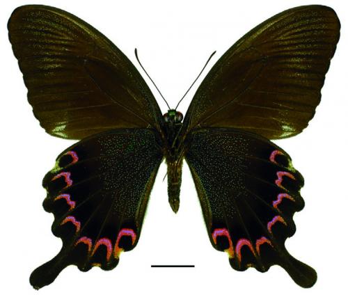Papilio hermosanus Rebel, 1906 臺灣琉璃翠鳳蝶