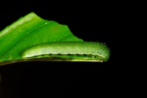 20090929_347344_Gonepteryx amintha formosana_l.jpg