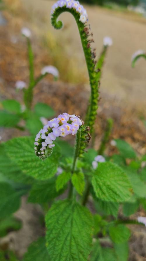 印度天芹菜