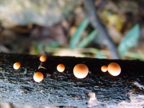 Lycogala epidendrum(粉瘤黏菌)