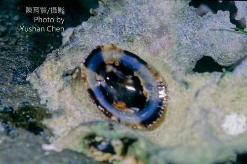 花帽青螺 花帽青螺