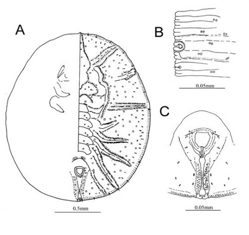 Rhachisphora alishanensis  Ko, 1992