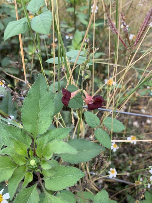大翼豆 (長序菜豆) 大翼豆 (長序菜豆)