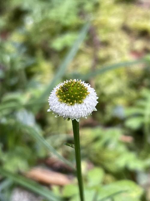 矮菊