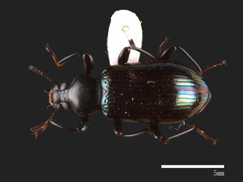 Derosphaerus exularis[藍艷擬步行蟲][00090114]