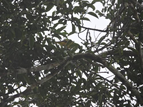 灰喉山椒鳥 灰喉山椒鳥