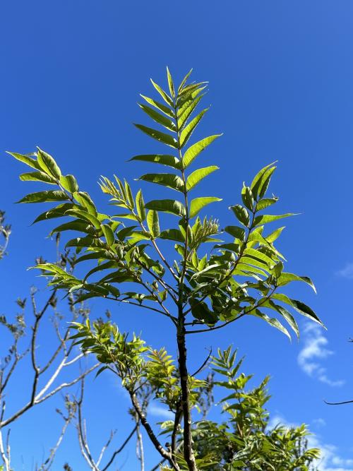 食茱萸
