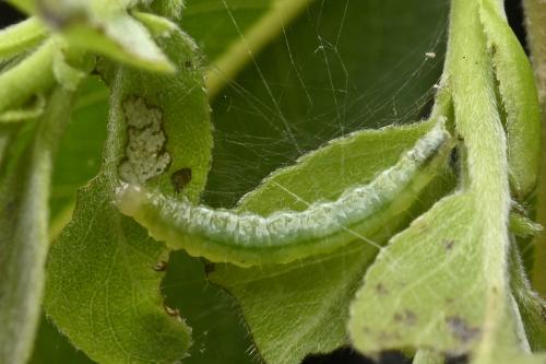 Botyodes diniasalis