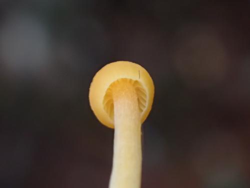 利氏小菇 利氏小菇