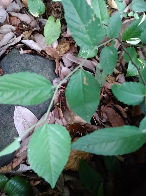 糙葉樹