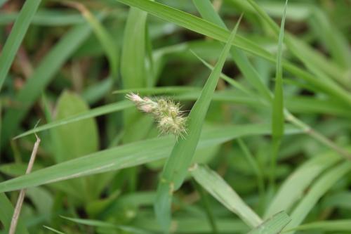 蒺藜草 (黐頭芒) 蒺藜草 (黐頭芒)