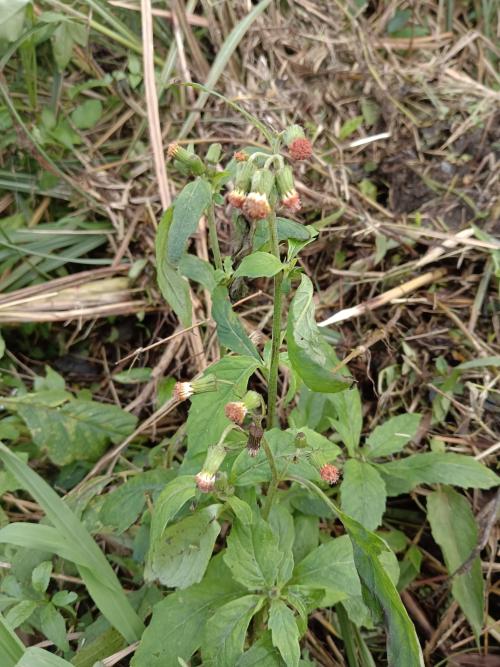 野茼蒿