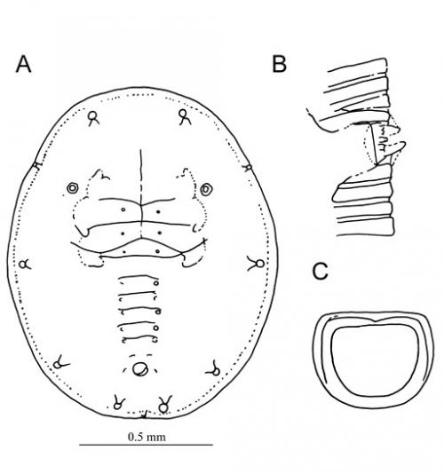 Dialeuropora murrayae  (Takahashi, 1931)