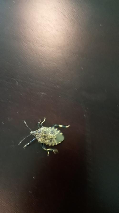 麻皮蝽 麻皮蝽
