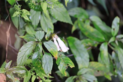 角桐草 角桐草