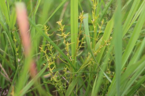 百蕊草