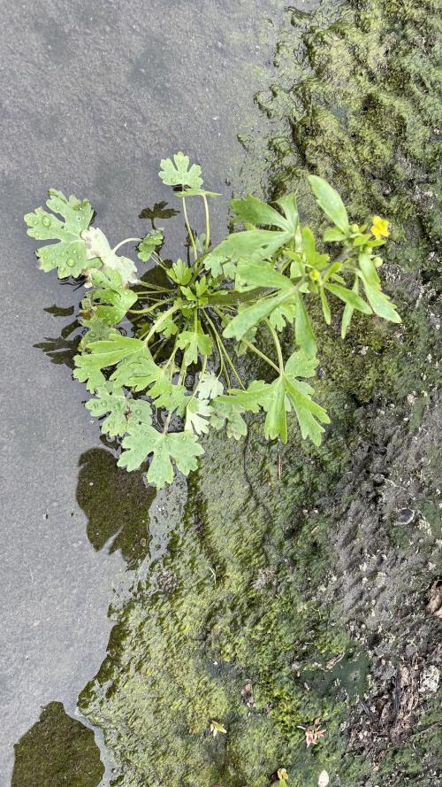 石龍芮
