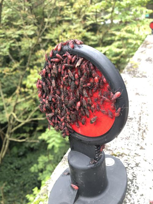 大紅姬緣蝽 大紅姬緣蝽