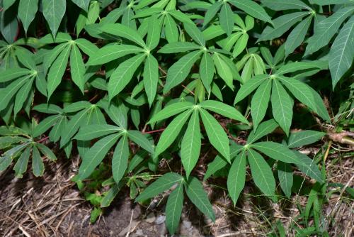 木薯