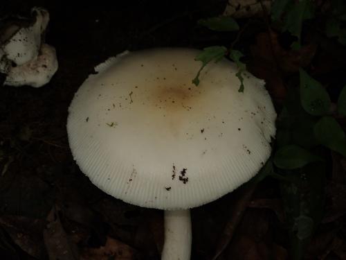 Amanita sp.6(淡色高大鵝膏)