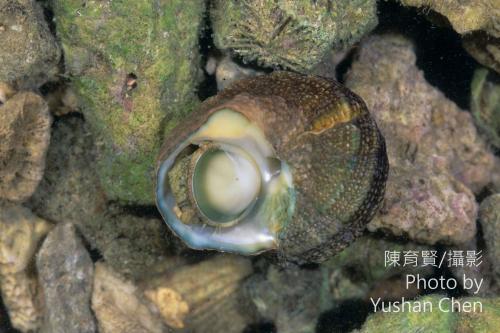 珠螺 珠螺