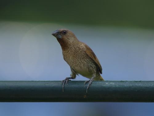 20090813_380426_Munia_P8142182.jpg 20090813_380426_Munia_P8142182.jpg