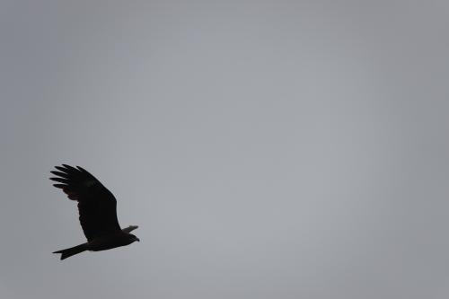 黑鳶 黑鳶