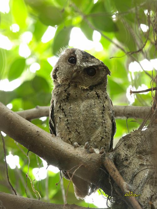 20090725_380502_Collared_Scops_Owl_5888.jpg