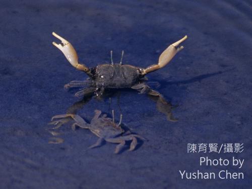 萬歲大眼蟹 萬歲大眼蟹