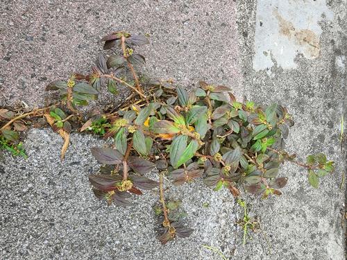 飛揚草 飛揚草