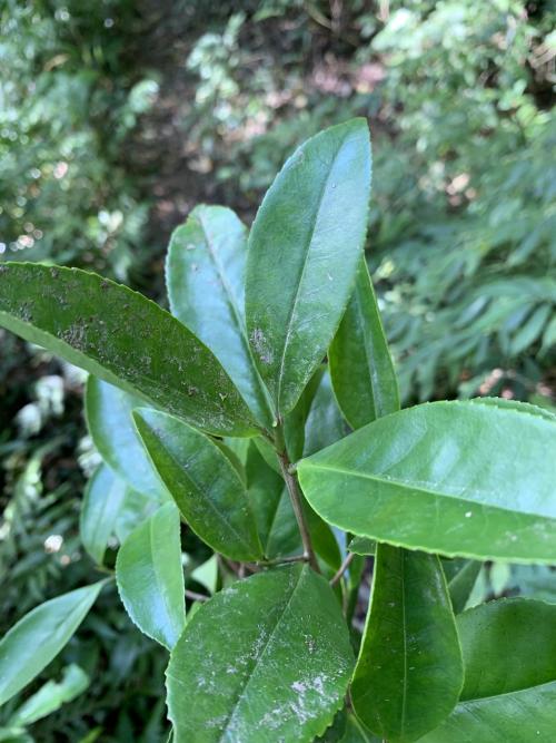 烏皮茶