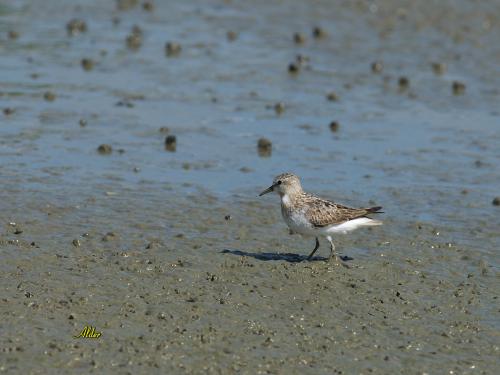 20091023_380219_Red-necked_Stint_0187.jpg