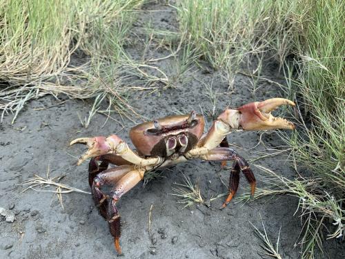 兇狠圓軸蟹 兇狠圓軸蟹