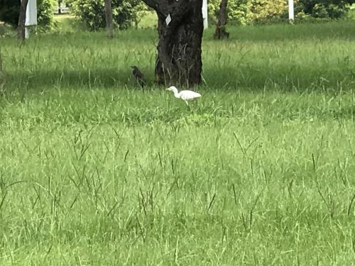 黃頭鷺 黃頭鷺