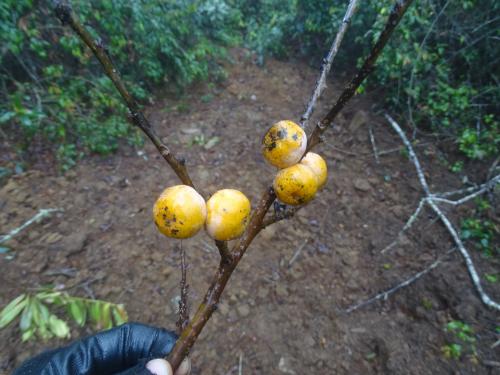 山紅柿