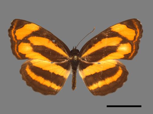 Pantoporia hordonia rihodona[金三線蝶][00013582]