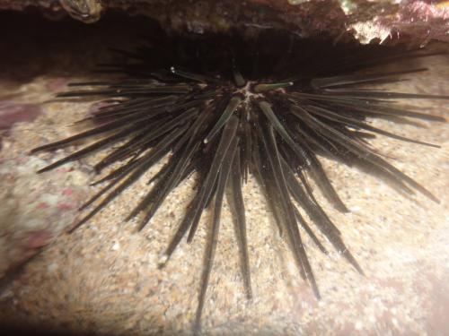 口鰓海膽 口鰓海膽