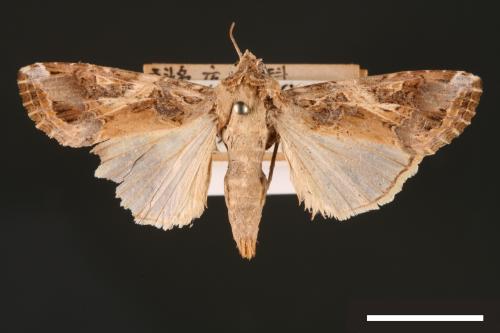 Spodoptera litura[斜紋夜蛾][00002832]
