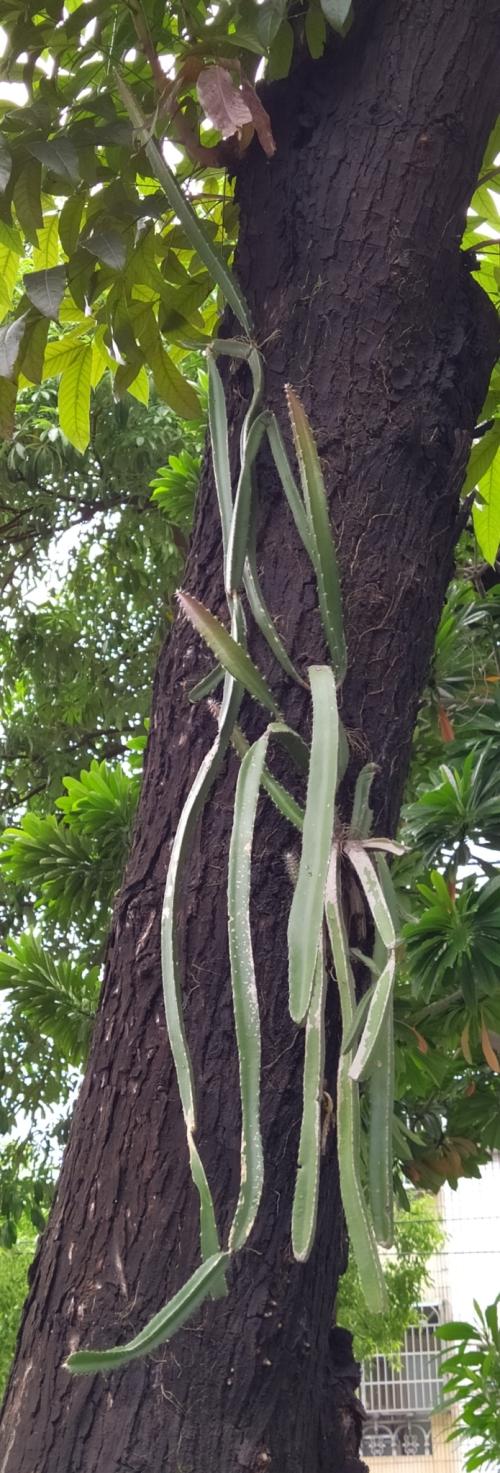 三角柱 火龍果 (霸王花) 三角柱 火龍果 (霸王花)